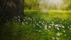 Image of a field of grass and flowers.