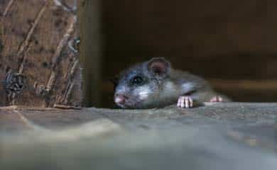 An image of a mouse.