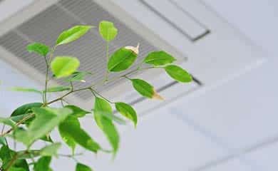 A plant with a ceiling vent in the background.