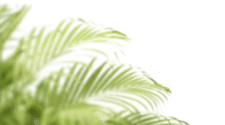 Close-up of lime-green fern fronds overlapping in a sunlit scene to the left.